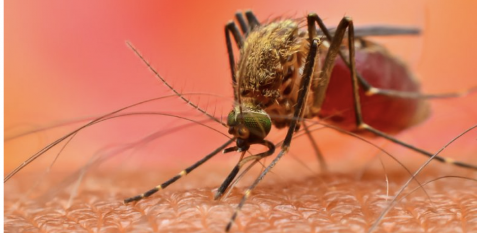 Research in Early Malaria Detection